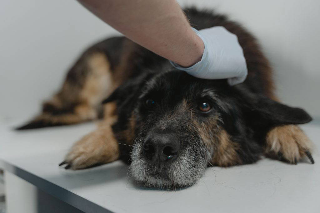 Dog being gently examined by a veterinary professional