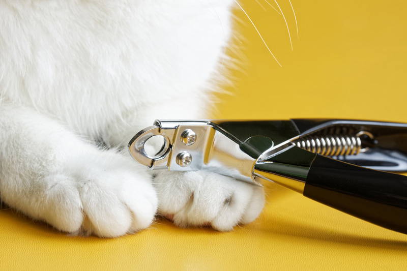 Cat paws beside nail clippers for routine nail care