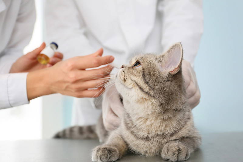 Cat at a veterinary vaccination appointment