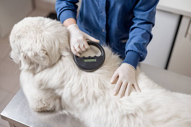 Dog having its microchip scanned during a veterinary appointment
