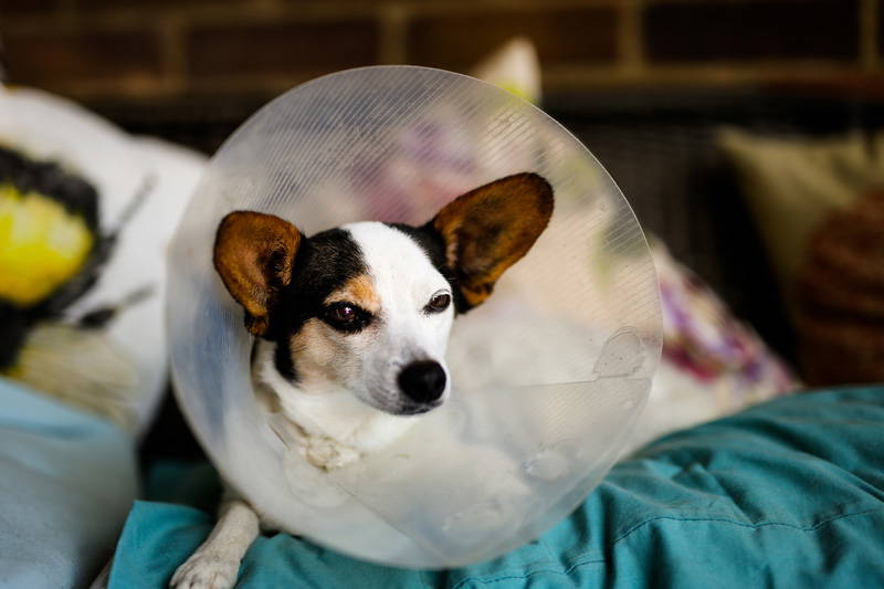 Dog recovering after surgery while wearing a protective cone