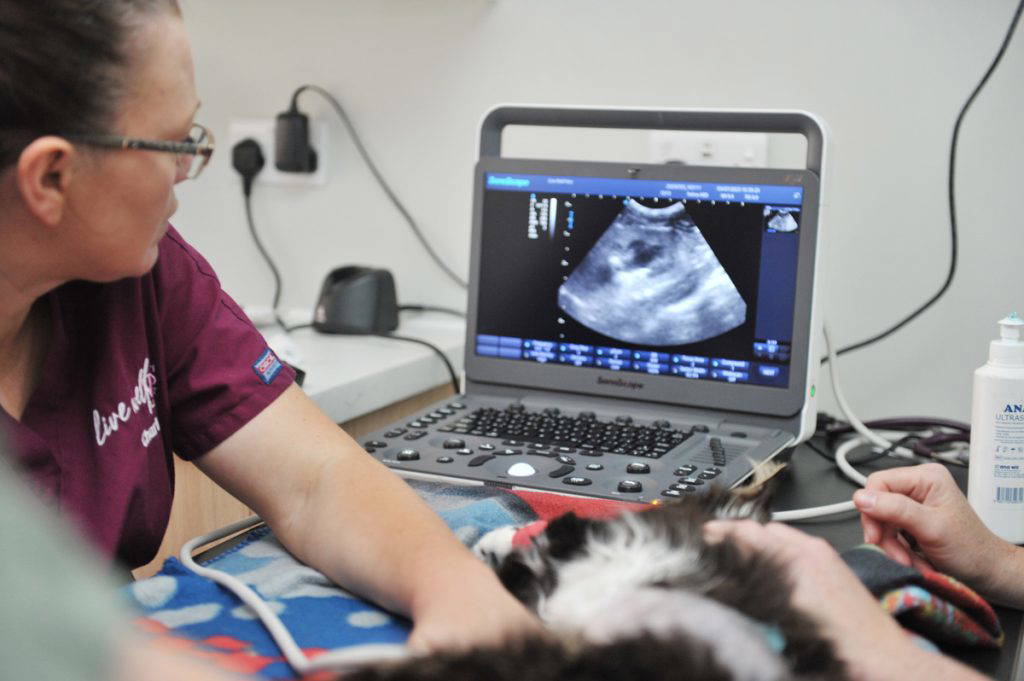Dog having an ultrasound examination at a veterinary clinic