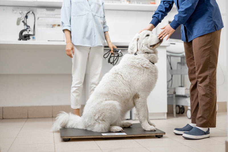 Dog being weighed on veterinary scales during a weight check