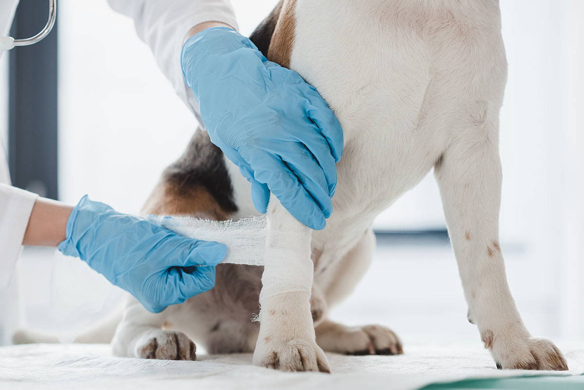 Veterinary professional bandaging a dog's leg