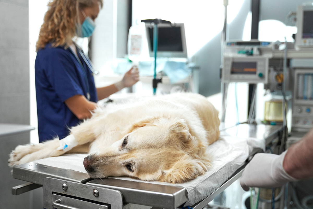 Dog being monitored during veterinary treatment