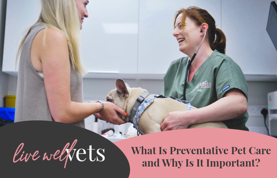 What is preventative pet care? Why is it important?
