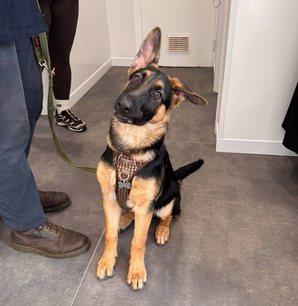 Live Well Vets Whitchurch opening day