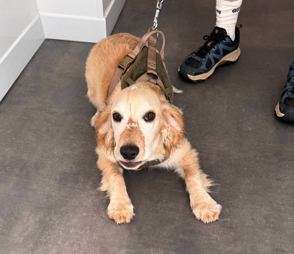 Live Well Vets Whitchurch opening day
