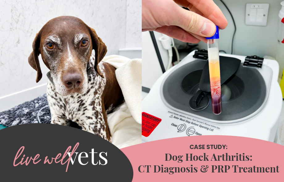 Blog Cover image of Lily the dog and blood vial from PRP treatment for arthritis