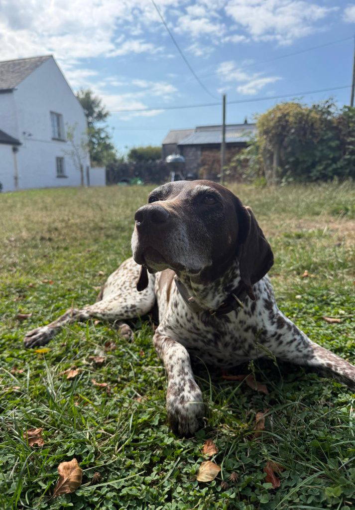 Lily, a German Shorthaired Pointer, at Live Well Vets