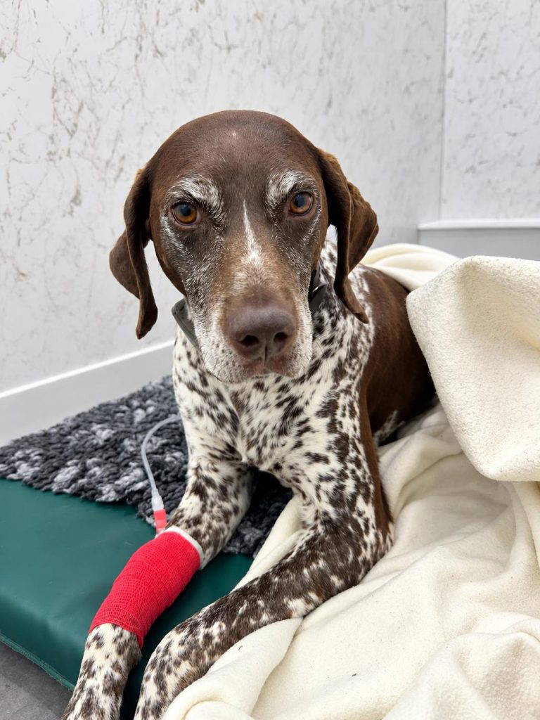 Lily recovering following treatment at Live Well Vets